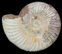 2 1/4" Perisphinctes Ammonites Fossils - Madagascar - Photo 2
